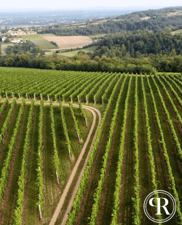 Radovanović Winery